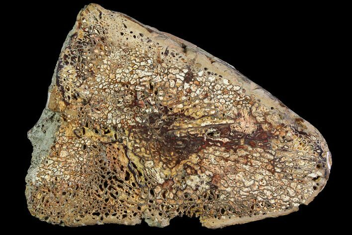 Cut/Polished Iguanodon Caudal Vertebrae - Isle Of Wight #92574